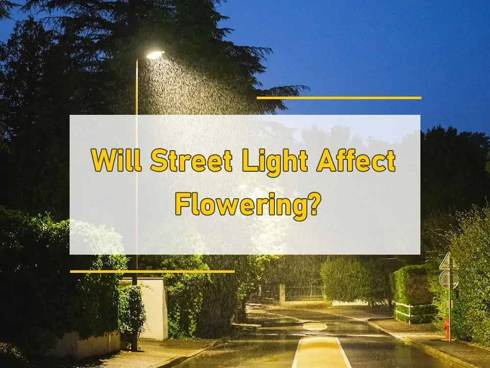 Zal straatverlichting de bloei beïnvloeden?